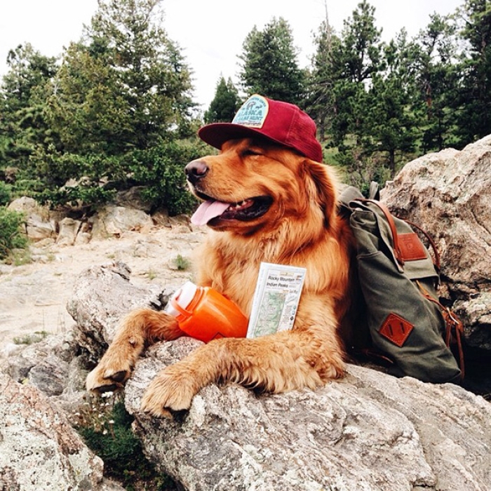 travelling-dog-aspen-hunter-lawrence-17