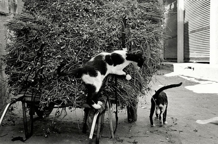 half-blind-one-eye-photographer-walter-rothwell-3