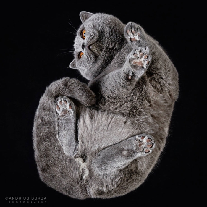 underneath-cat-photographs-undercats-andrius-burba-8