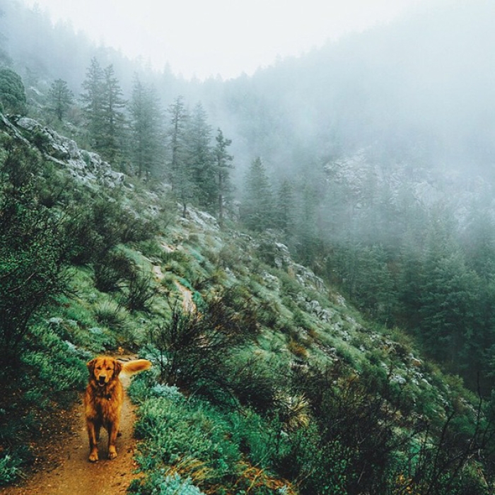 travelling-dog-aspen-hunter-lawrence-16