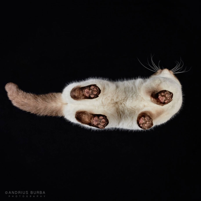 underneath-cat-photographs-undercats-andrius-burba-7