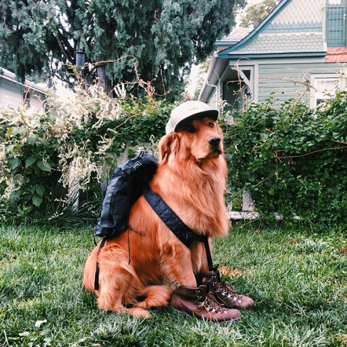 travelling-dog-aspen-hunter-lawrence-18