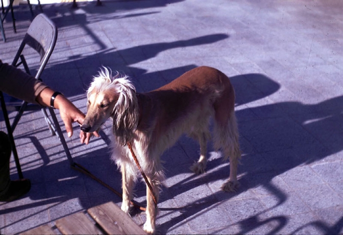 1960s-afghanistan-bill-podlich-67