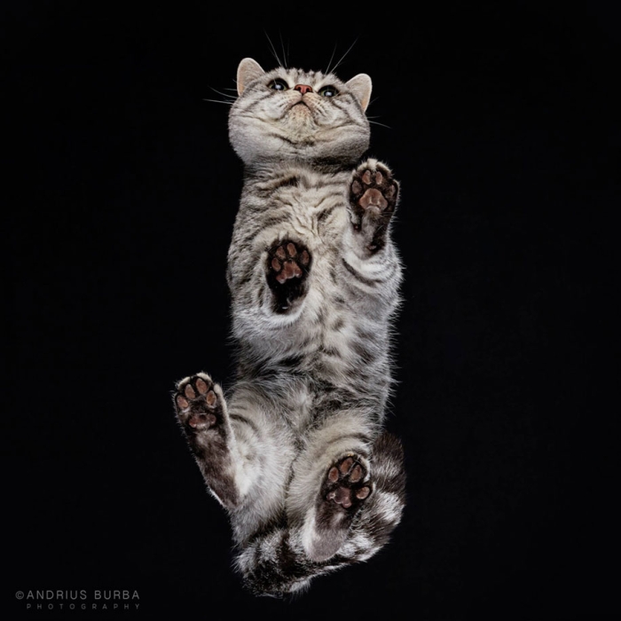 underneath-cat-photographs-undercats-andrius-burba-25