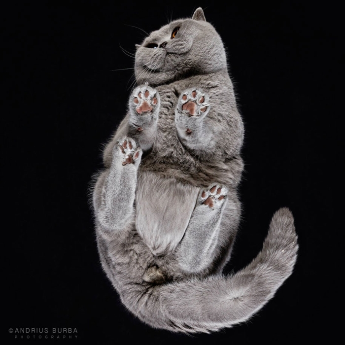 underneath-cat-photographs-undercats-andrius-burba-2