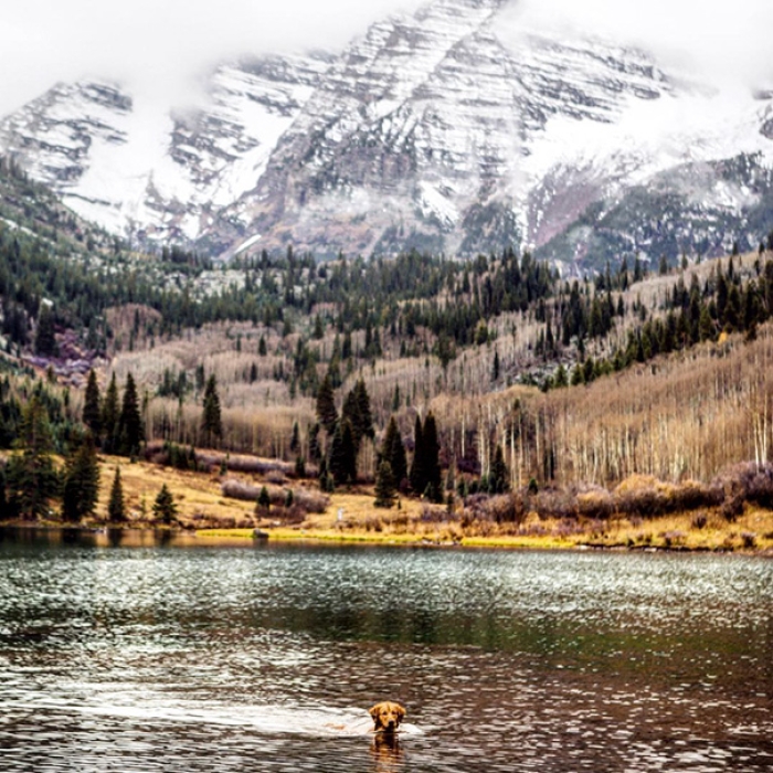 travelling-dog-aspen-hunter-lawrence-6