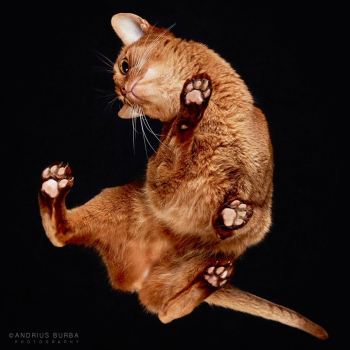 underneath-cat-photographs-undercats-andrius-burba-1