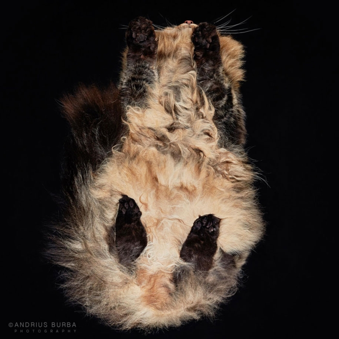 underneath-cat-photographs-undercats-andrius-burba-21