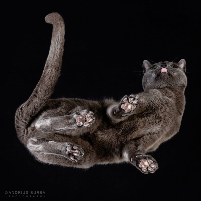 underneath-cat-photographs-undercats-andrius-burba-17