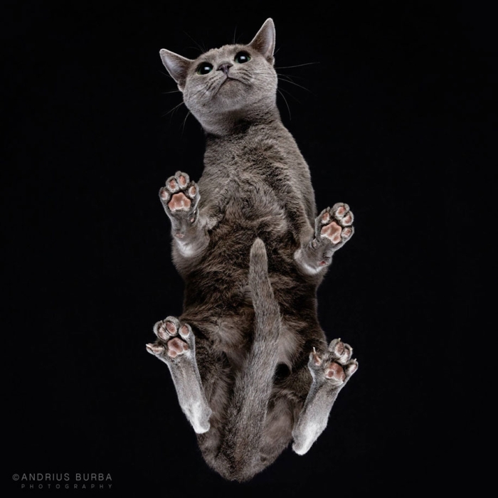 underneath-cat-photographs-undercats-andrius-burba-18