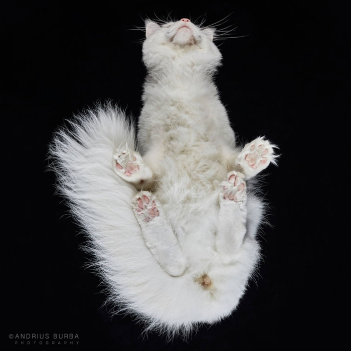 underneath-cat-photographs-undercats-andrius-burba-10