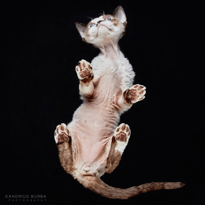 underneath-cat-photographs-undercats-andrius-burba-14