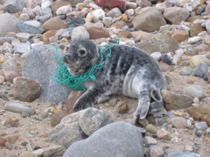 Entangled young seal