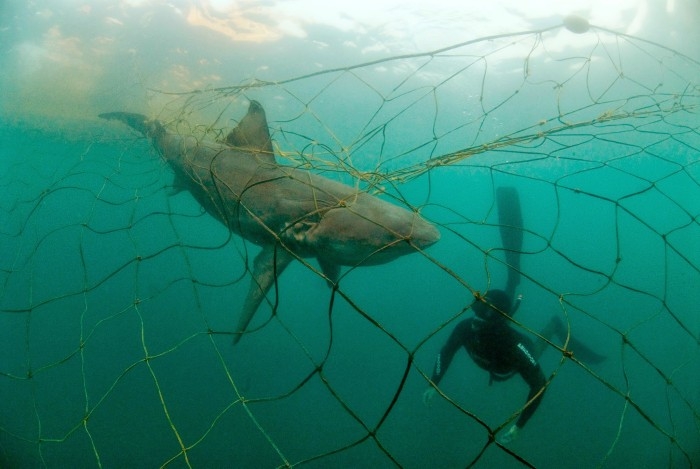 Entangled bullshark