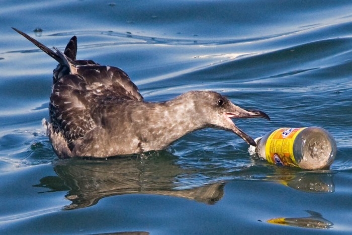 A seabird going for a glass bottle