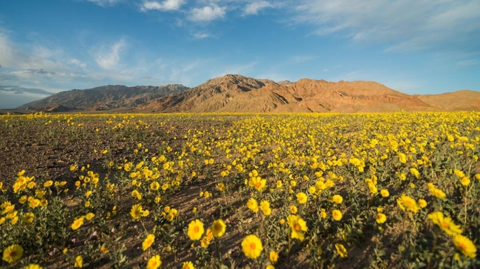 driest-place-super-bloom-death-valley-16