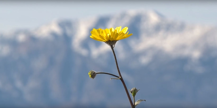 driest-place-super-bloom-death-valley-8-2