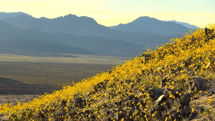 driest-place-super-bloom-death-valley-9-2