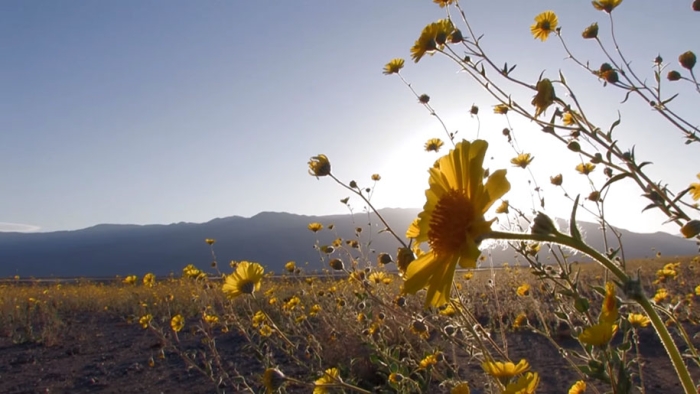 driest-place-super-bloom-death-valley-1-2