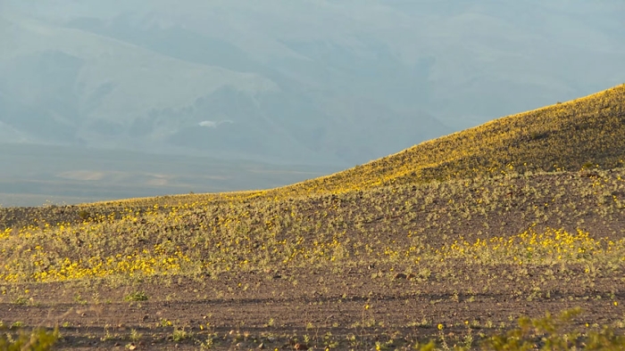 driest-place-super-bloom-death-valley-4-2
