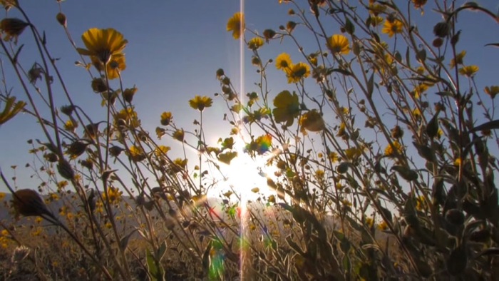 driest-place-super-bloom-death-valley-14-2