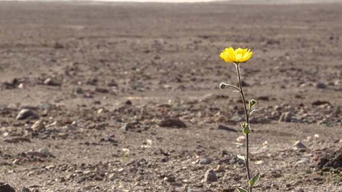 driest-place-super-bloom-death-valley-7-2