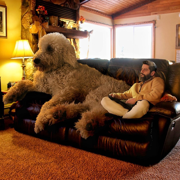 dog-giant-roams-streets-photoshop-juji-christopher-cline-5