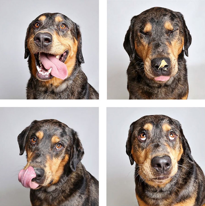 shelter-dogs-adopt-photo-project-humane-society-3
