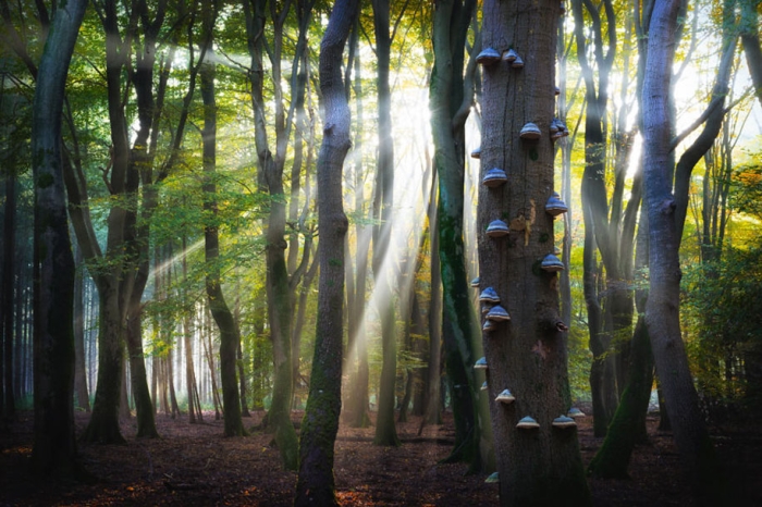 -amazing-netherland-photgraphy-albert-dros-17