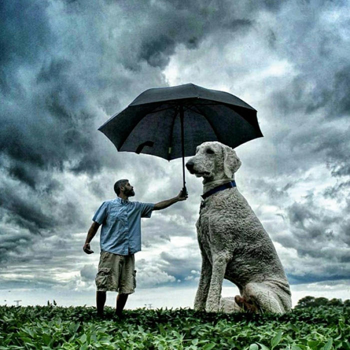 dog-giant-roams-streets-photoshop-juji-christopher-cline-6