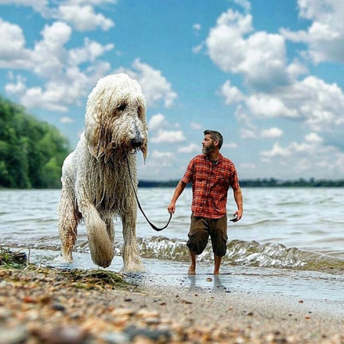 dog-giant-roams-streets-photoshop-juji-christopher-cline-9