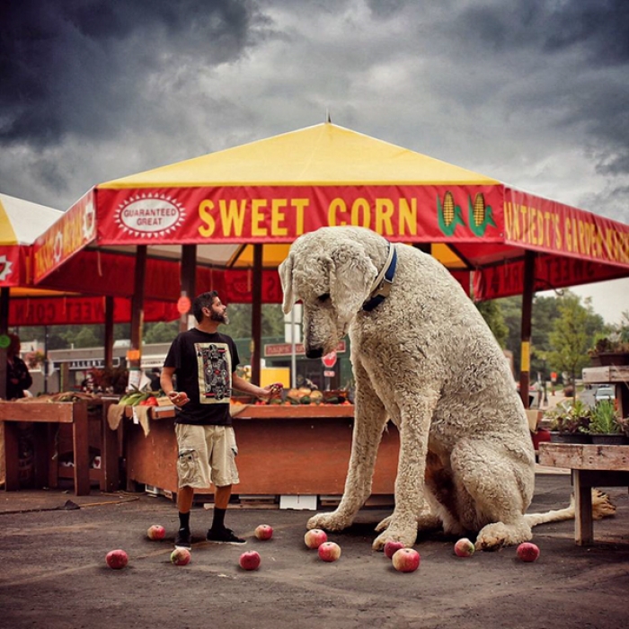 dog-giant-roams-streets-photoshop-juji-christopher-cline-23