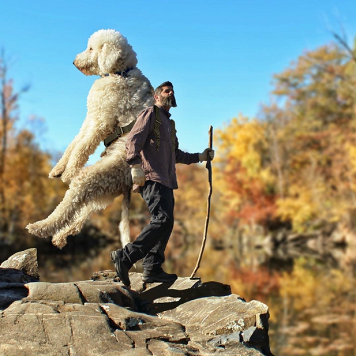 dog-giant-roams-streets-photoshop-juji-christopher-cline-8