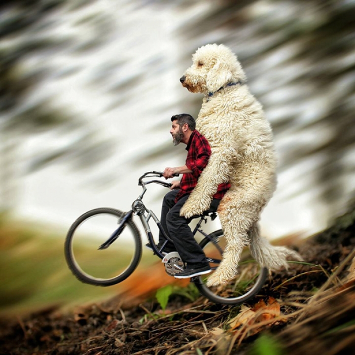 dog-giant-roams-streets-photoshop-juji-christopher-cline-7