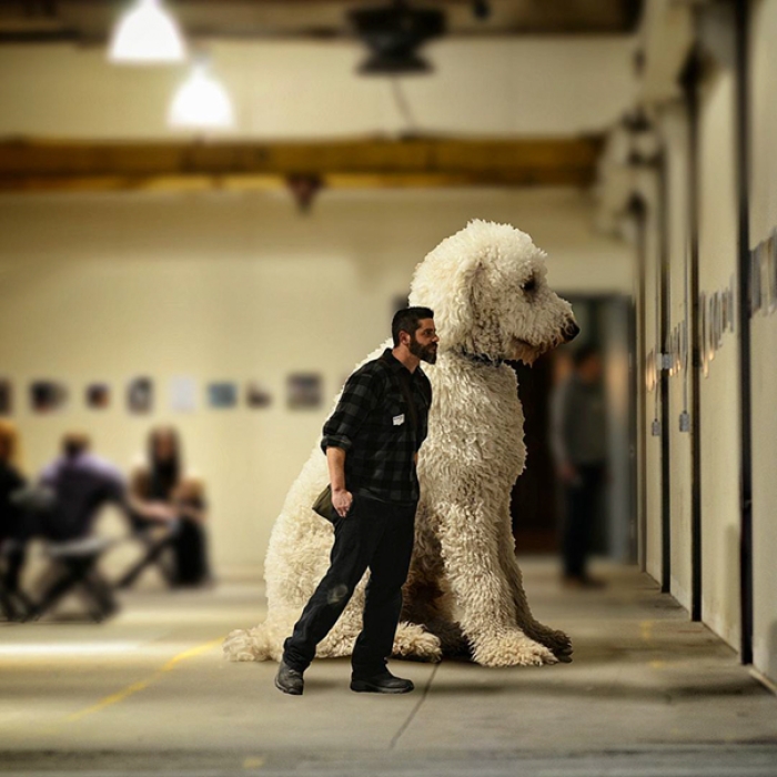 dog-giant-roams-streets-photoshop-juji-christopher-cline-27