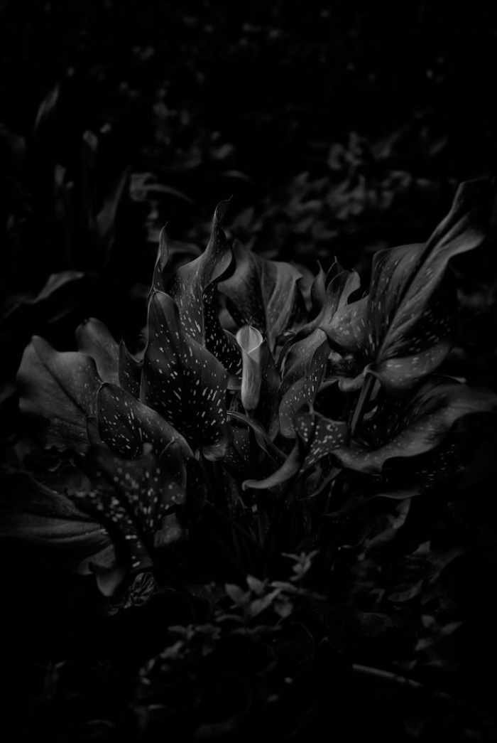 Naked Garden 7