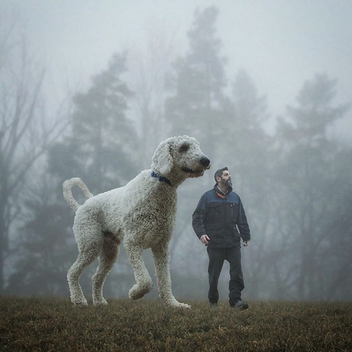 dog-giant-roams-streets-photoshop-juji-christopher-cline-32