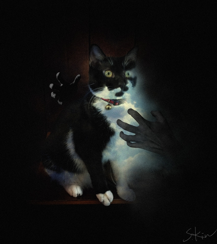 Magic Cat