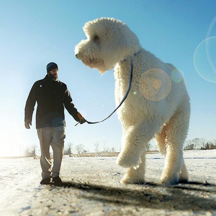dog-giant-roams-streets-photoshop-juji-christopher-cline-11