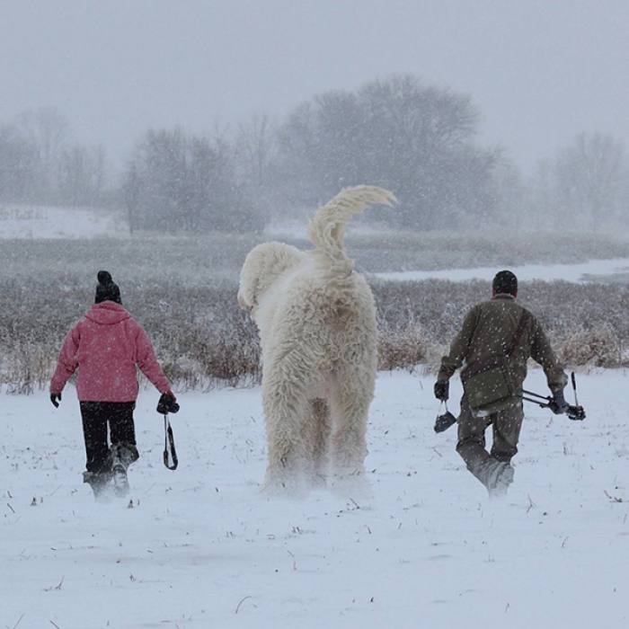 dog-giant-roams-streets-photoshop-juji-christopher-cline-16