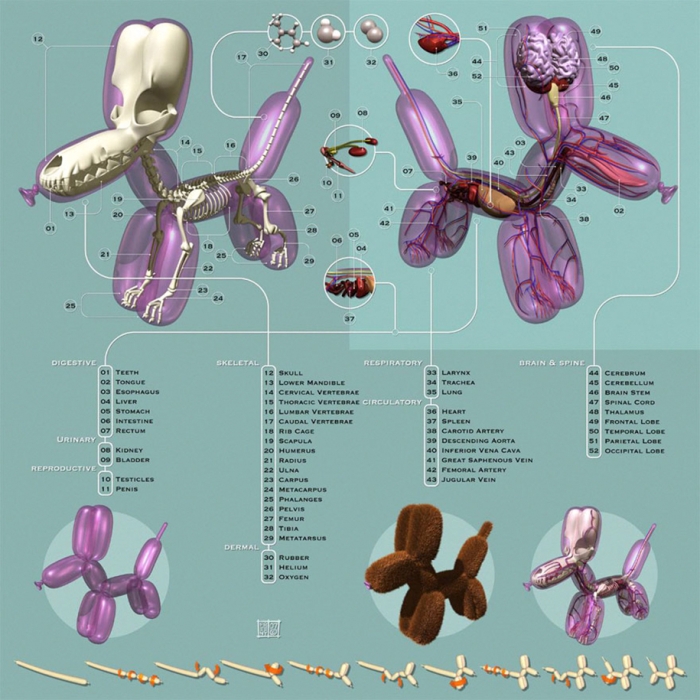 anatomical-balloon-animals-jason-freeny-4
