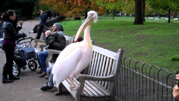 Pelicans in St Jame's Park