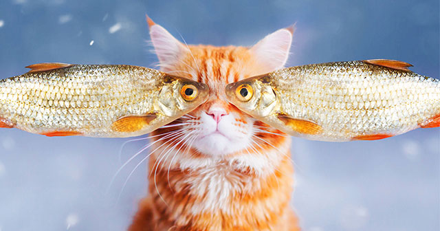 Cutlet The Cat Poses For His Personal Human Photographer