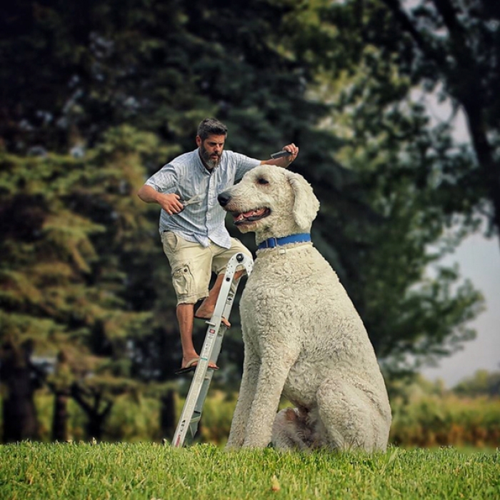dog-giant-roams-streets-photoshop-juji-christopher-cline-22