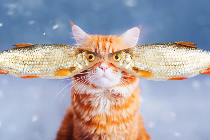professional-cat-photography-kotleta-cutlet-kristina-makeeva-hobopeeba-14