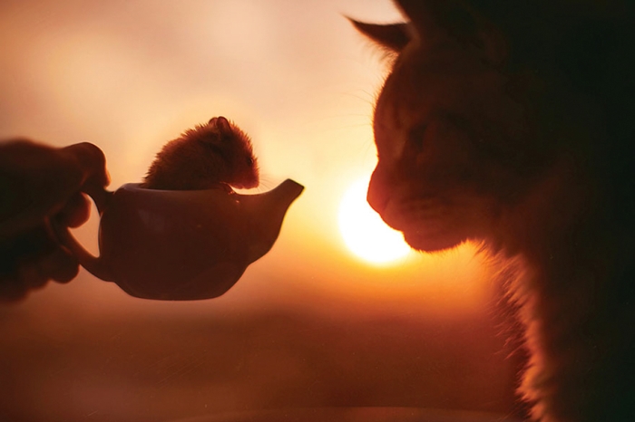 professional-cat-photography-kotleta-cutlet-kristina-makeeva-hobopeeba-6