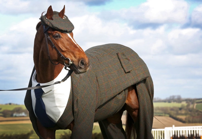 three-piece-suit-for-classy-horse-emma-sandham-king-4