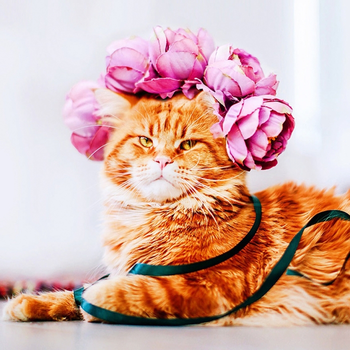 professional-cat-photography-kotleta-cutlet-kristina-makeeva-hobopeeba-24