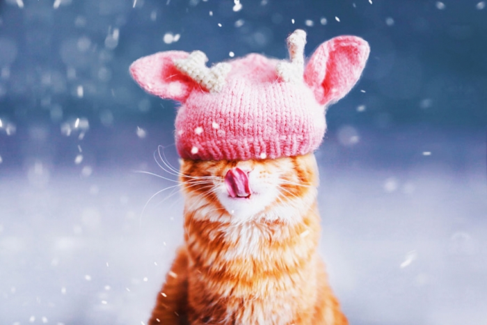 professional-cat-photography-kotleta-cutlet-kristina-makeeva-hobopeeba-25