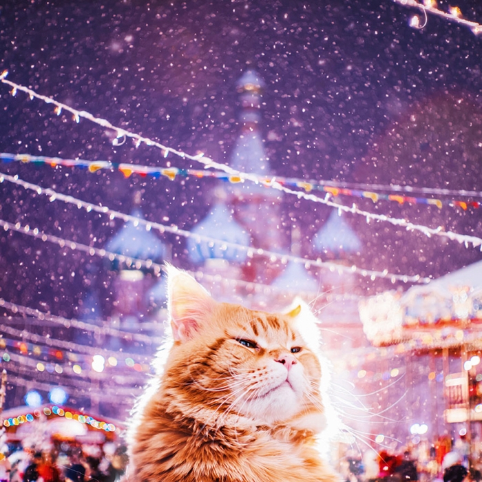 professional-cat-photography-kotleta-cutlet-kristina-makeeva-hobopeeba-9